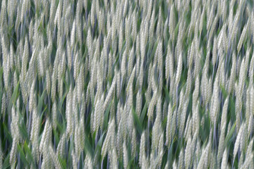 Weizenfeld, abstrakt und verwischt