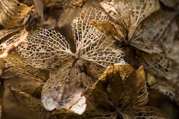 Dried petals of hydrangea flower in autumn.