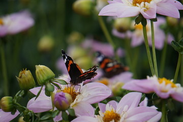 Red admiral butterfly on dahlia © Paulina