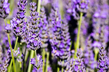 bright purple lavender flowers in full bloom on a farm