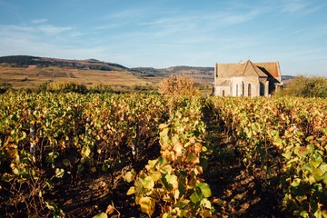 Fototapeta na wymiar église dans les vignes. abbaye dans les vignes. Vignes automnale. Bourgogne en automne. côte-d'or