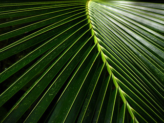 coconut leaves texture