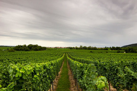 vineyard in Pfalz area of germany, bad durkheim