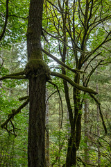 pine trees in a forest covered in ferns and moss