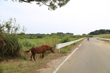 小浜島　馬