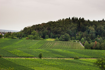 vineyard against the forest in Pfalz area of germany, bad durkheim