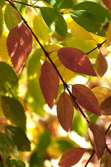 colorful autumn leaves on tree