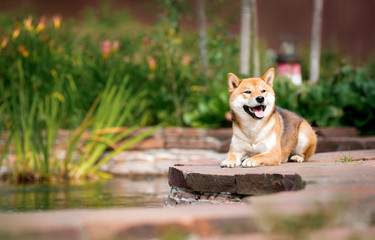 Puppy breed Shiba inu talk lies have decorative pond