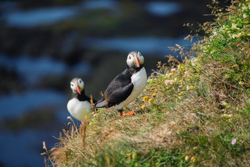 Puffins in Iceland. Seabirds on sheer cliffs. Birds on the Westfjord in Iceland. Composition with wild animals. Birds - image