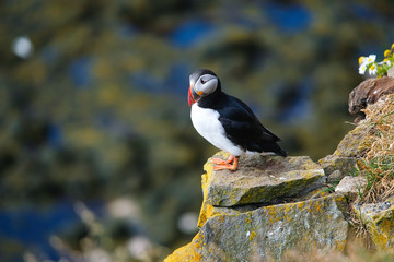 Puffin in Iceland. Seabird on sheer cliffs. Birds on the Westfjord in Iceland. Composition with wild animals. Birds - image