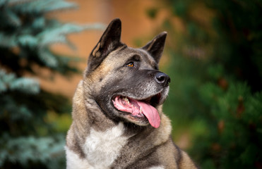 Dog breed American Akita portrait close up in spruce trees