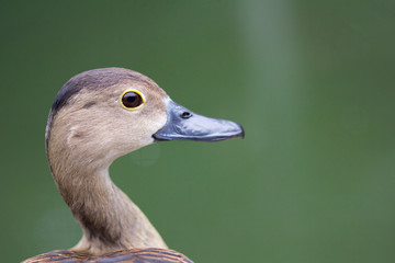 Closeup of Lesser Whistling Duck on green background