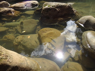 モダマ池　西表島