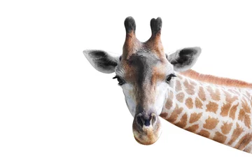 Gardinen Kopf der süßen Giraffe isoliert auf weiß © khuruzero