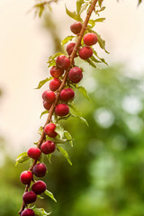 Group of purple plums get ripe on it’s tree branch with morning sunlight. (Prunus japonica)