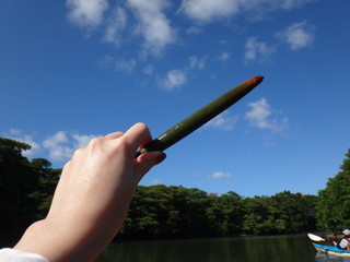 オヒルギ　胎生種子