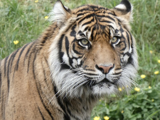 Tiger face in front of green and yellow weeds