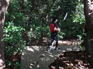 マングローブ林