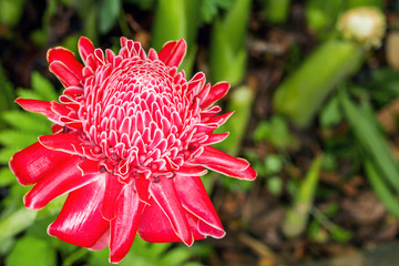 Close up of Torch ginger or Etlingera elatior blossom in flower garden
