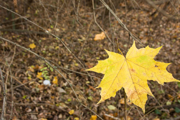 Lonely leaf