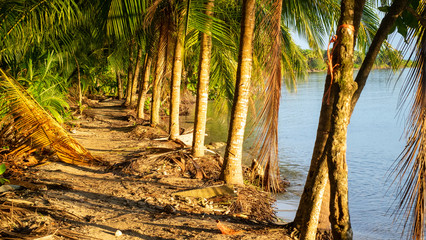 Bocas del Toro island view of tropical beach shore with palm trees at Boca del Drago.