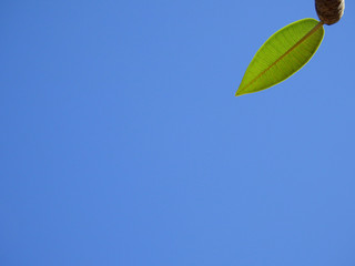 spring green plumeria leaf with blue sky background