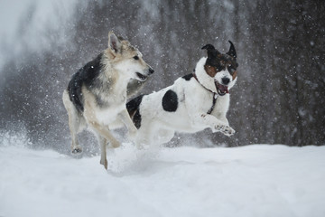 Two dogs at walk running and playing at snow in winter