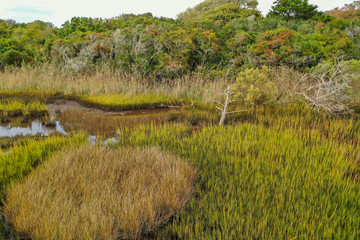 Looking over the marsh at the oak tree line. Oak Island NC