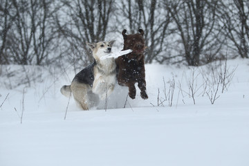 Two dogs at walk running and playing at snow in winter