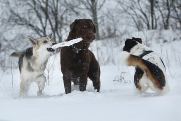 Fototapeta na wymiar Three dogs at walk running and playing at snow in winter