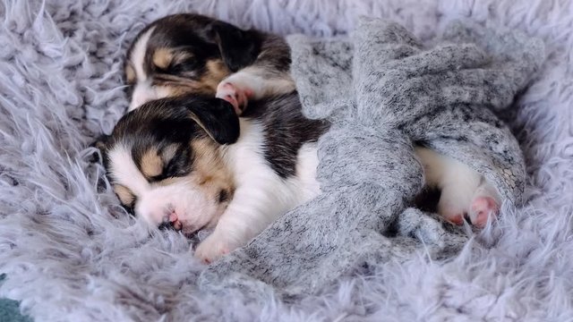 Two adorable funny beagle puppies sleeping on soft blanket