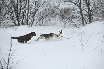Three dogs at walk running and playing at snow in winter