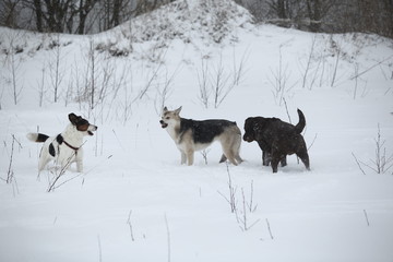 Three dogs at walk running and playing at snow in winter