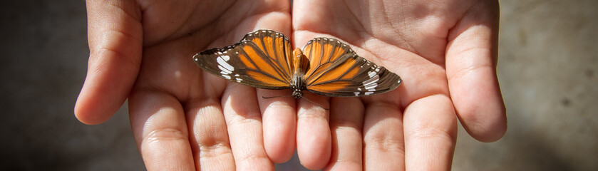 A child holding an orange butterfly in hands. Close up nature and childhood concept image