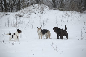 Three dogs at walk running and playing at snow in winter
