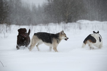 Three dogs at walk running and playing at snow in winter