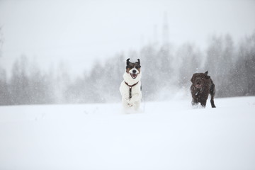 Two dogs at walk running and playing at snow in winter
