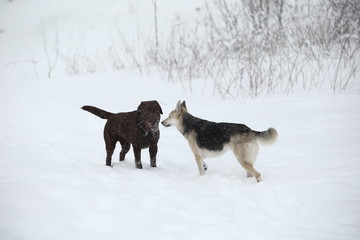 Two dogs at walk running and playing at snow in winter