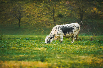 One dutch milk cow eating grass in green pasture
