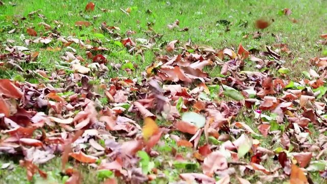 Leaf blower moving colorful leaves from lawn going downhill in blur