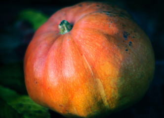 Large orange pumpkin on a blue background in partial shade.