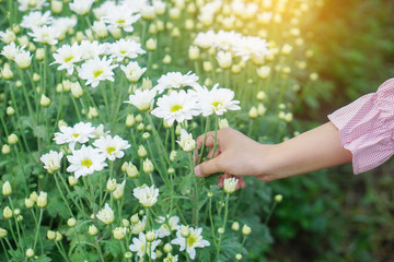 Women's Hand Are capturing Flowers, white chrysanthemum in the early morning garden