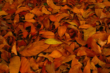autumn leaves background