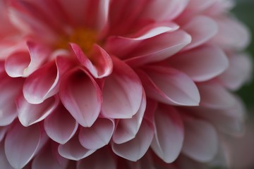 dahlia