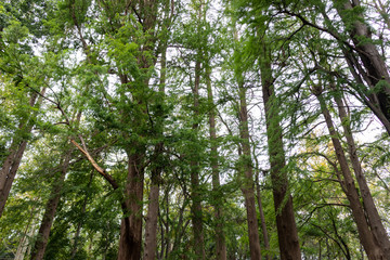 森の木々
