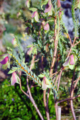 View of a Qualup Bell plant (Pimelea physodes) in Australia