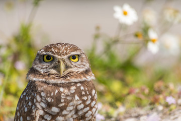 Burrowing Owl Staring at the Camera