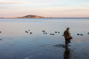 Chasse aux canards avec hutte et appelants a la conque de l'etang de Thau a Meze - Herault - Occitanie