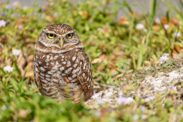 Burrowing Owl on the Ground