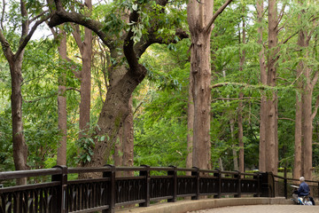 巨大な木々と橋